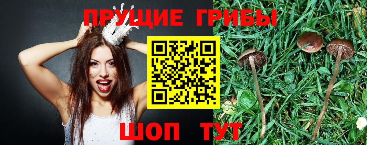 Мирный  Галлюциногенные грибы Cubensis  Вход с VPN 